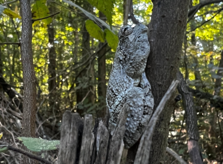 Bird-voiced Treefrog